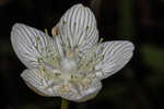 Carolina grass of Parnassus